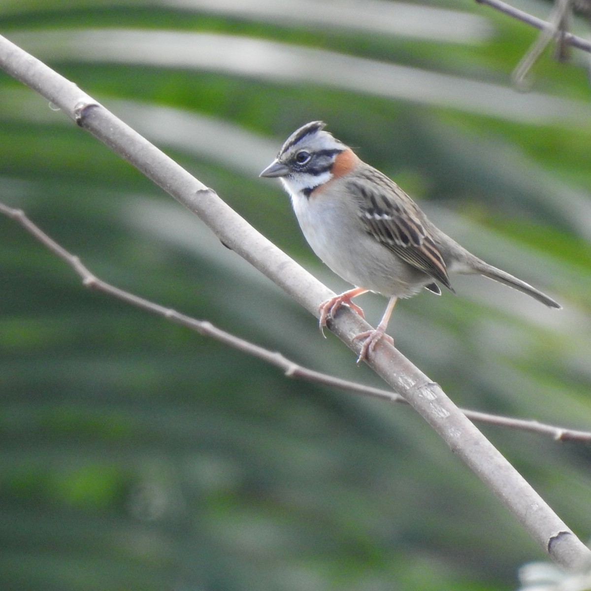 Rufous-collared Sparrow - ML392557421