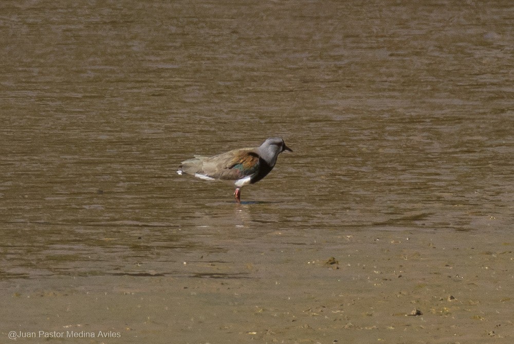 Southern Lapwing - ML392557441