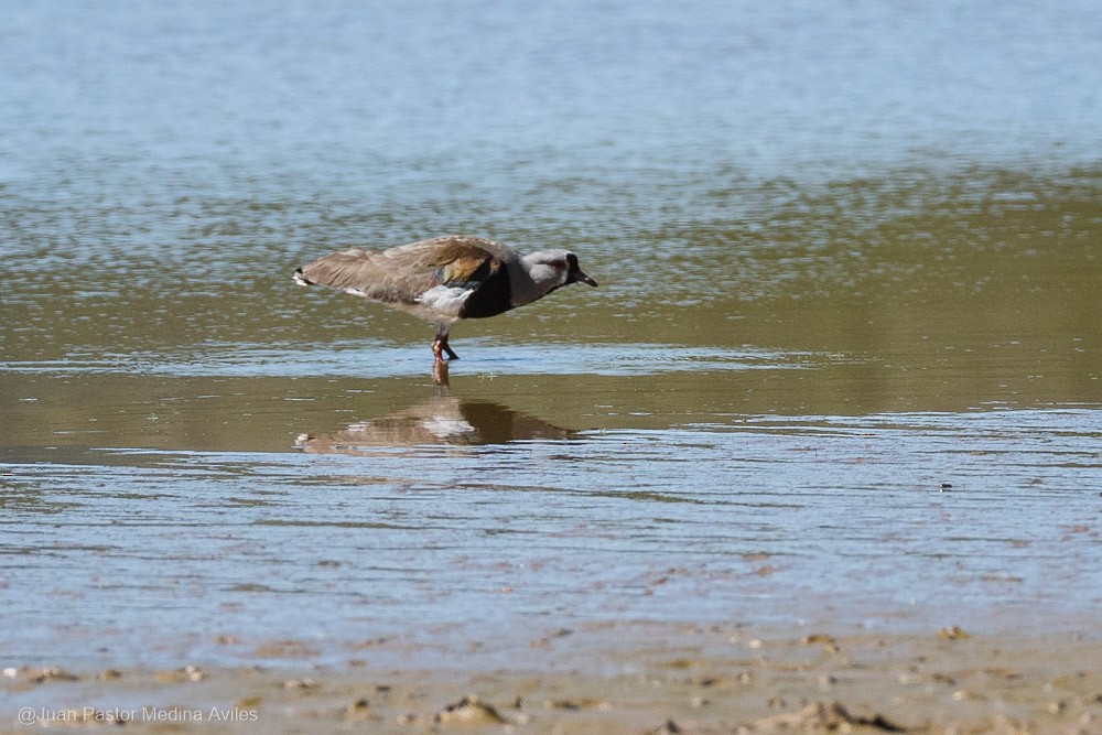 Southern Lapwing - Juan Pastor Medina Avilés