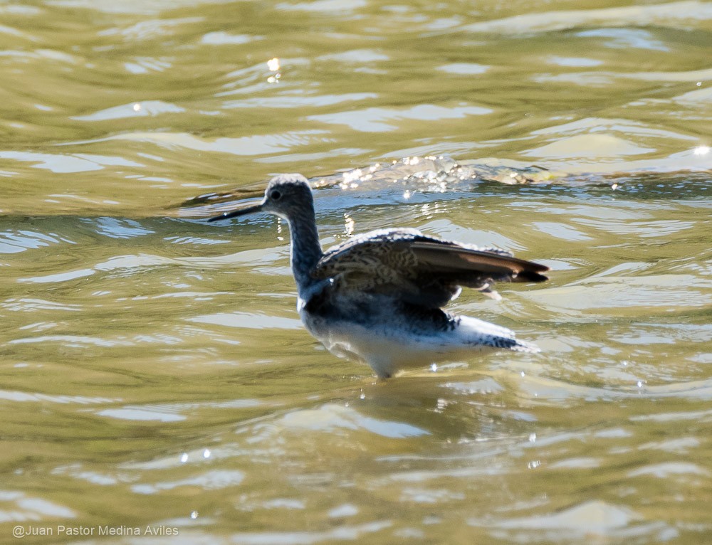 Greater Yellowlegs - ML392557651