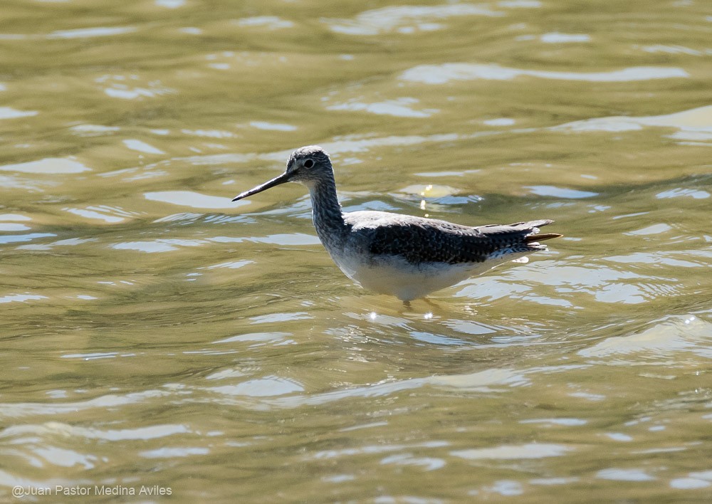 Greater Yellowlegs - ML392557691