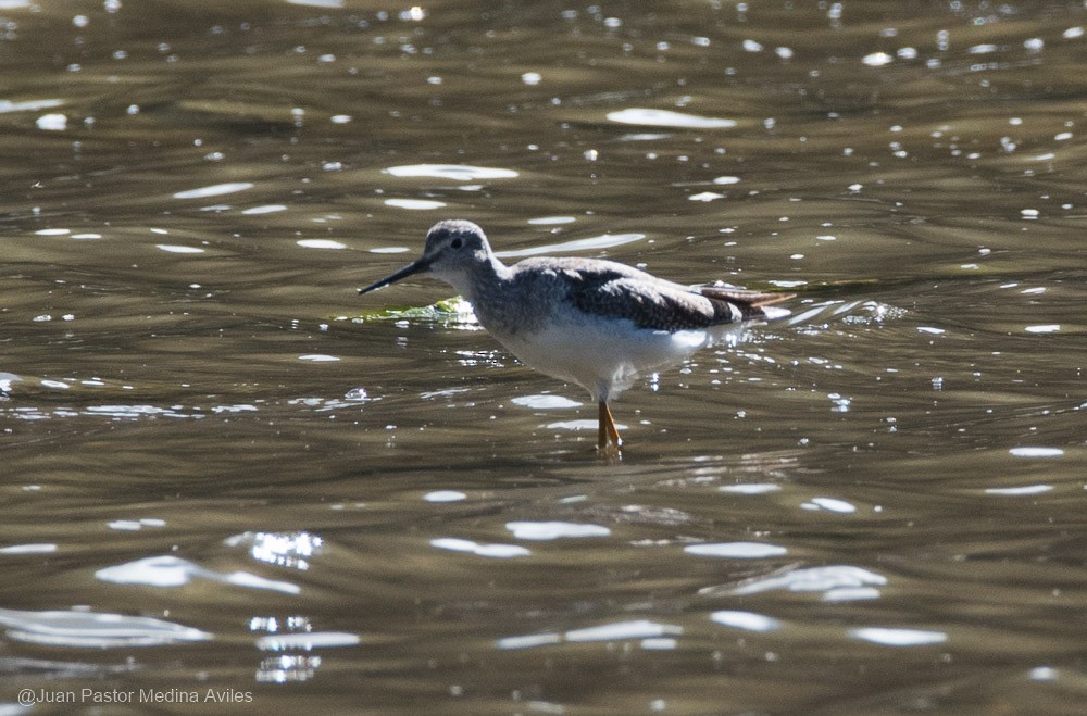 Greater Yellowlegs - ML392557721