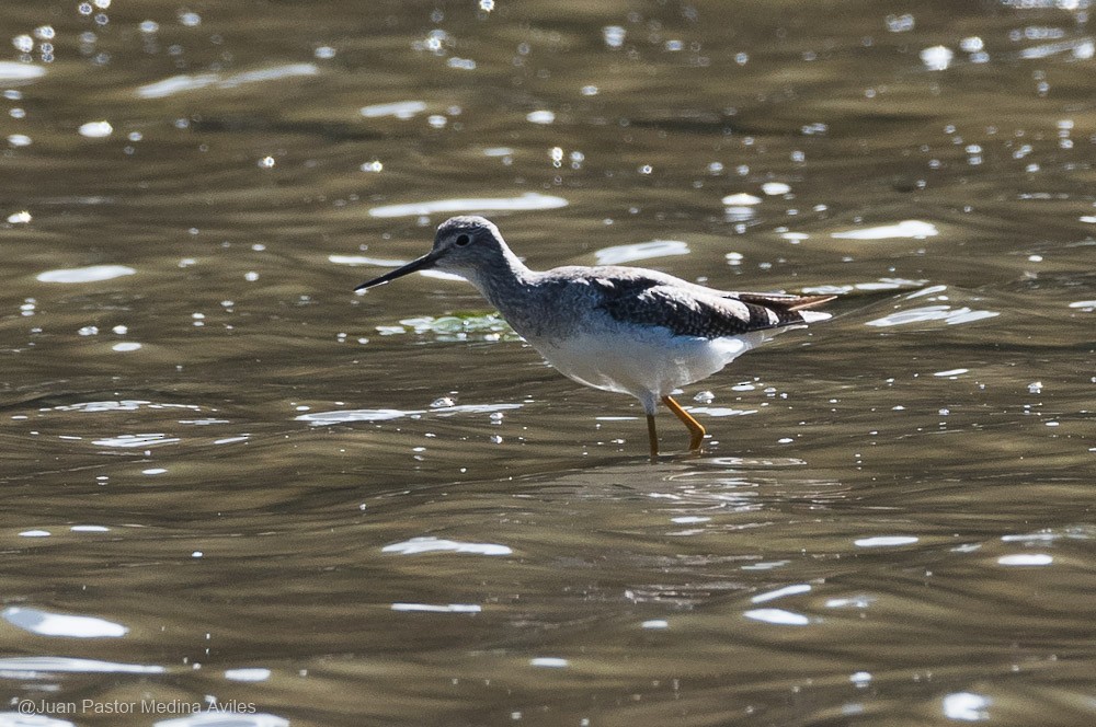 Greater Yellowlegs - ML392557781