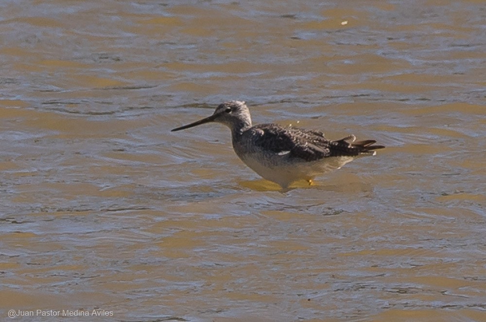 Greater Yellowlegs - ML392557841