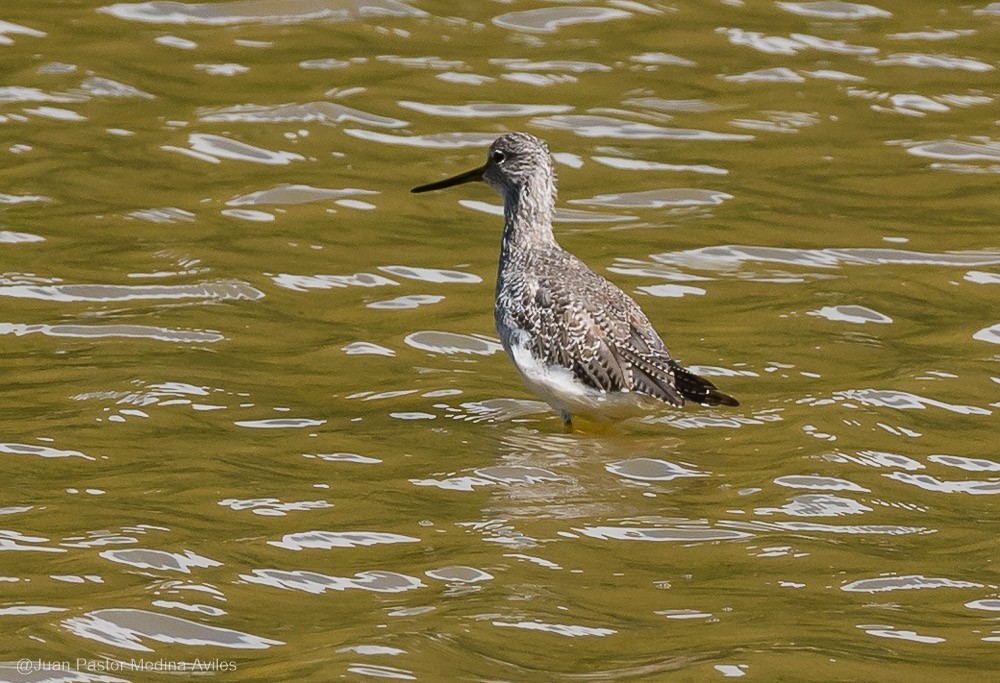 Greater Yellowlegs - ML392557851