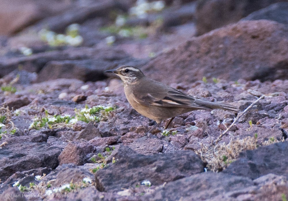 Buff-winged Cinclodes - ML392557891