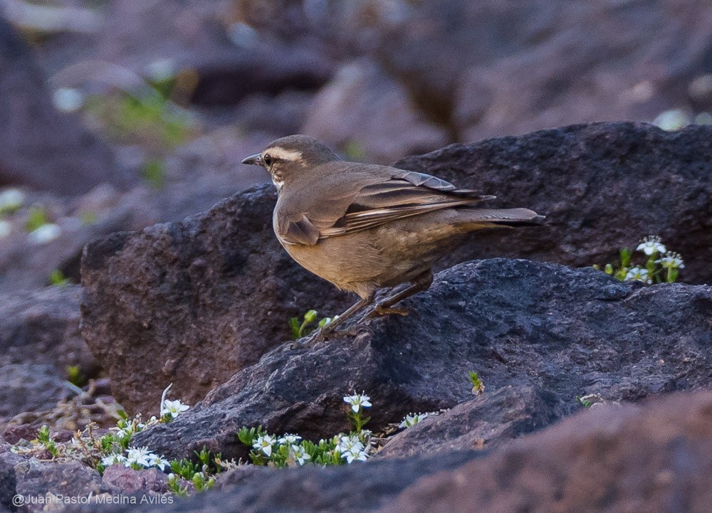 Buff-winged Cinclodes - ML392557931