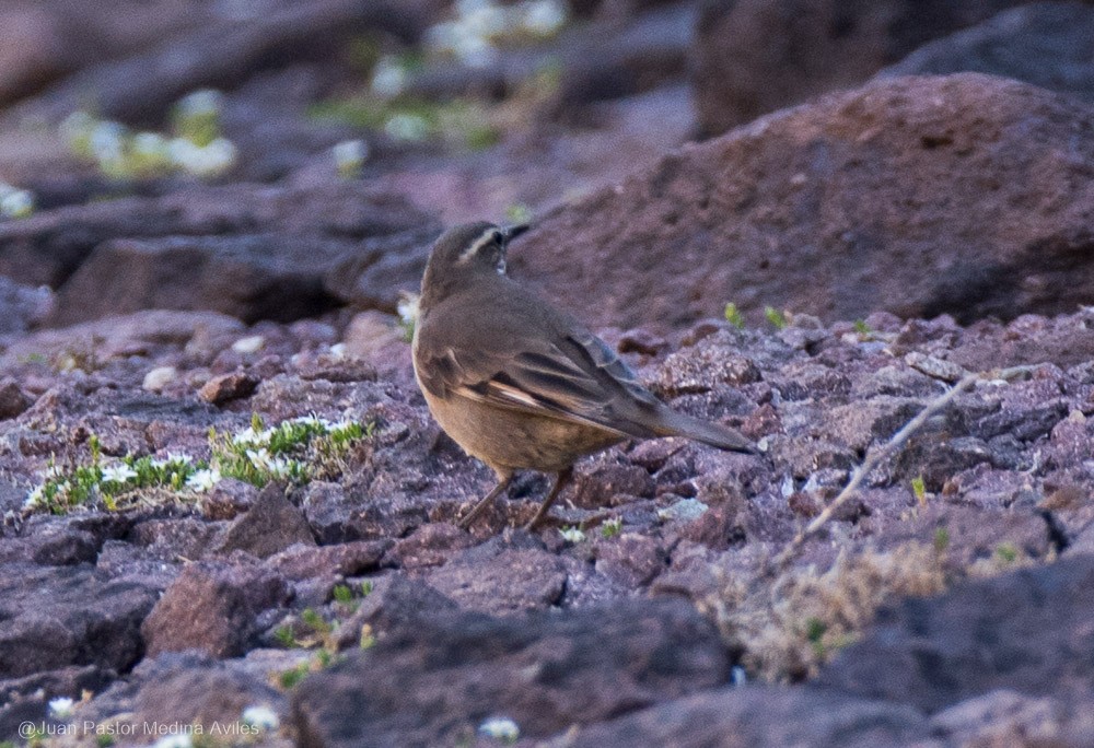 Buff-winged Cinclodes - ML392558061