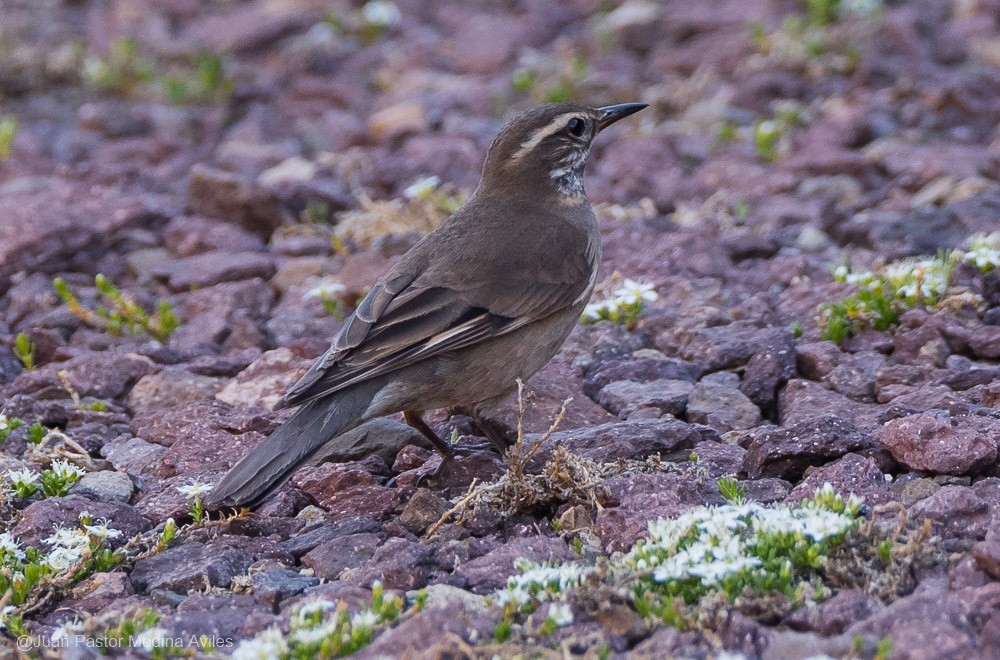 Buff-winged Cinclodes - ML392558091