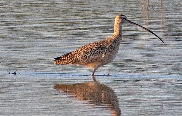 Long-billed Curlew - ML392558271