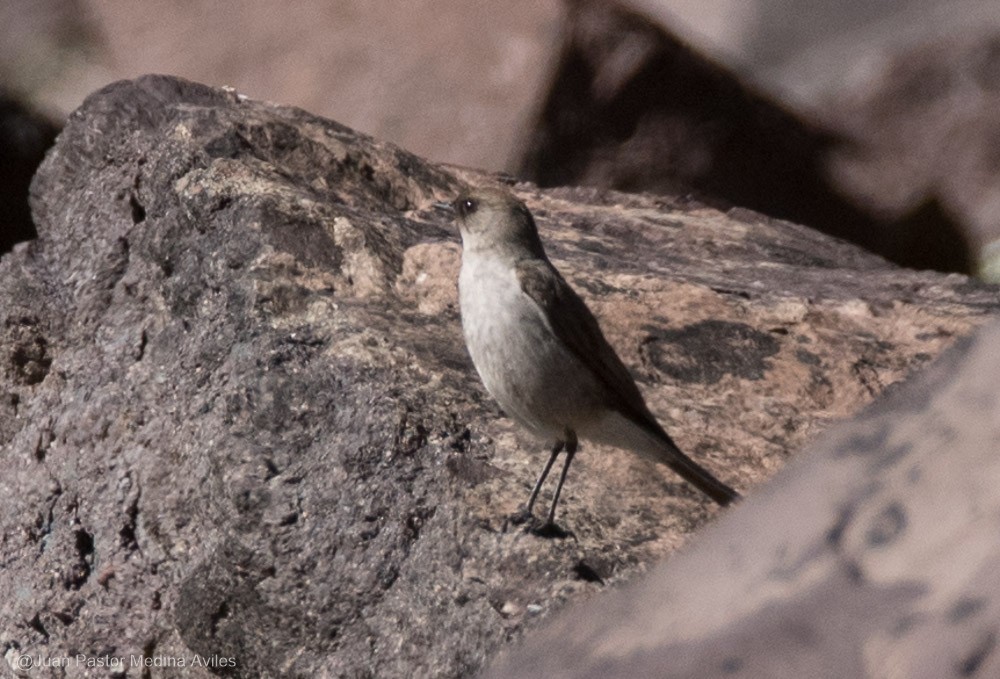 Dark-faced Ground-Tyrant - Juan Pastor Medina Avilés