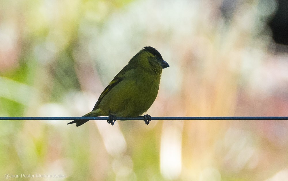 Black-chinned Siskin - ML392558421