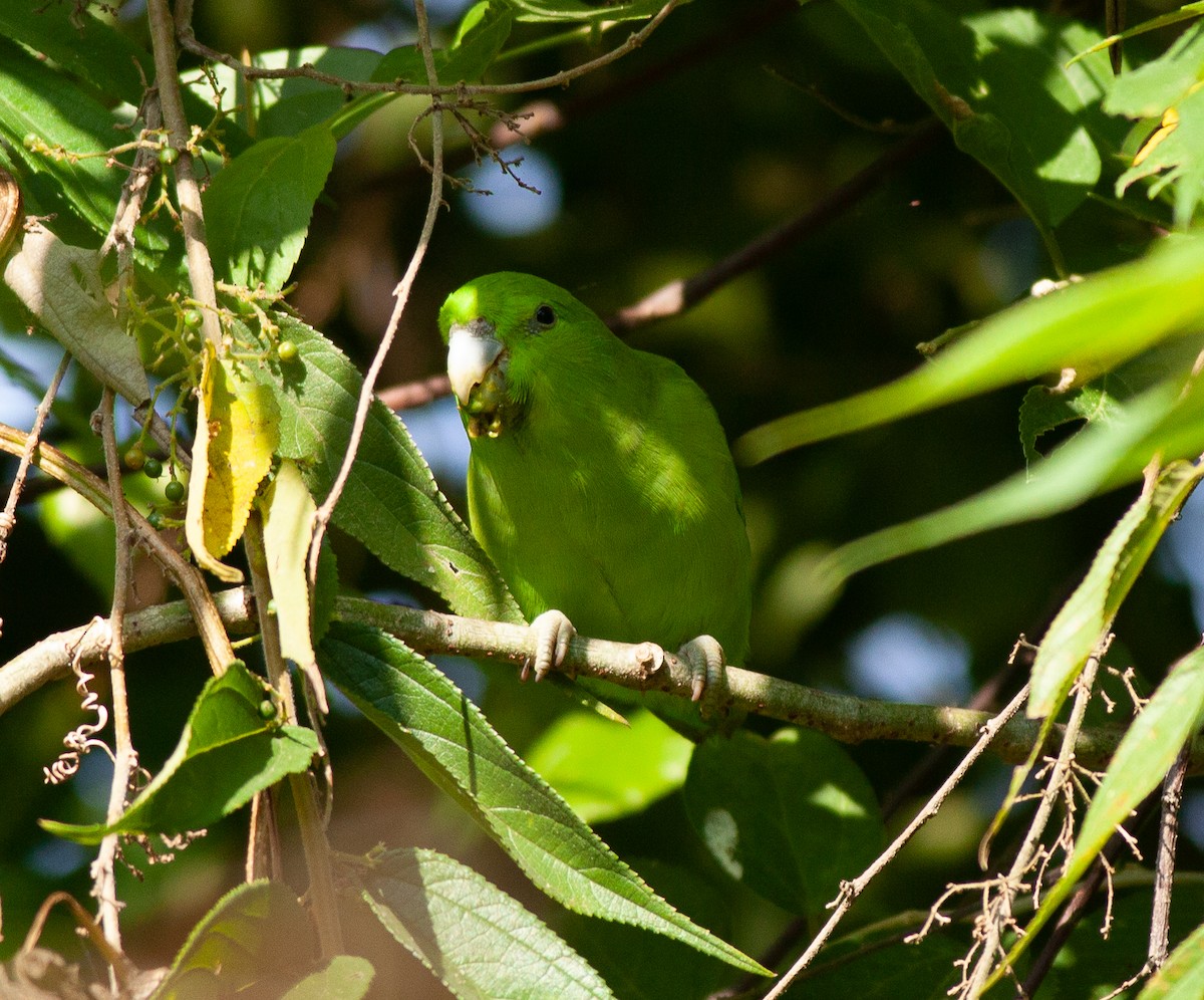 papoušíček mexický (ssp. cyanopygius) - ML392558791