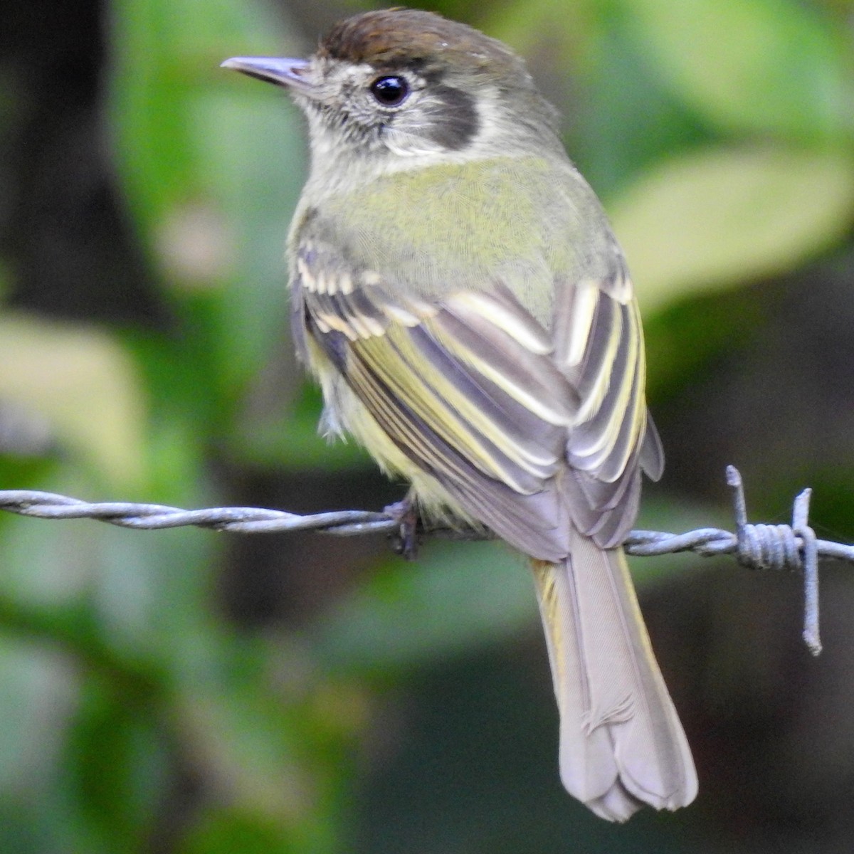 Sepia-capped Flycatcher - ML392559141