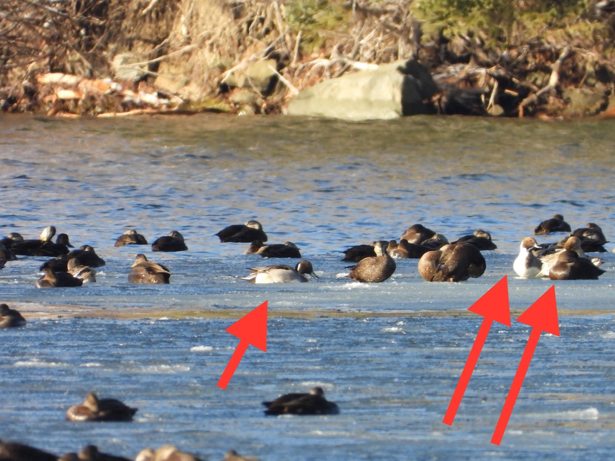 Northern Pintail - ML392559581