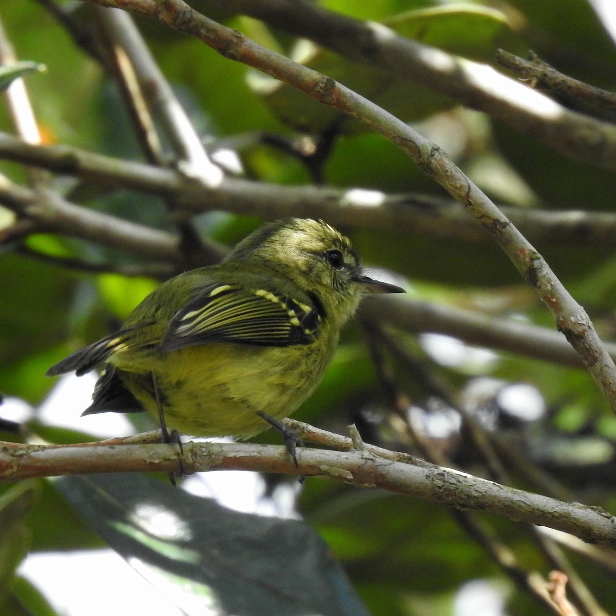 Restinga Tyrannulet - ML392559651