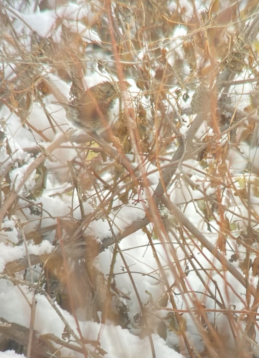 Swamp Sparrow - ML392560031