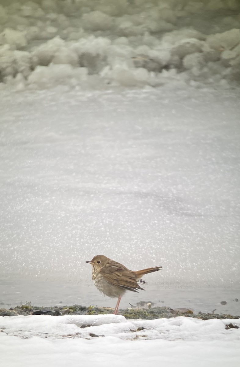 Hermit Thrush - ML392560201
