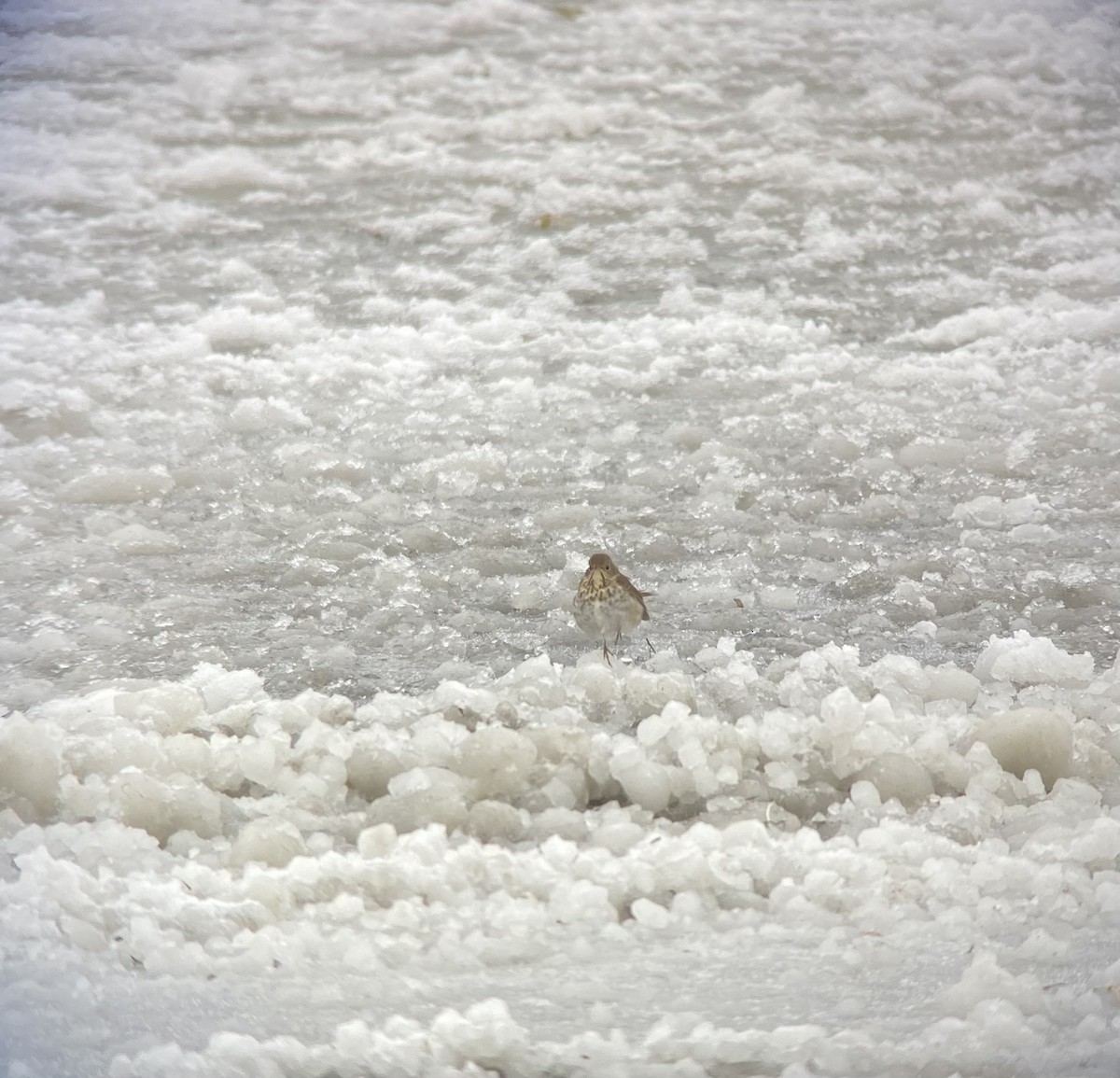 Hermit Thrush - ML392560211