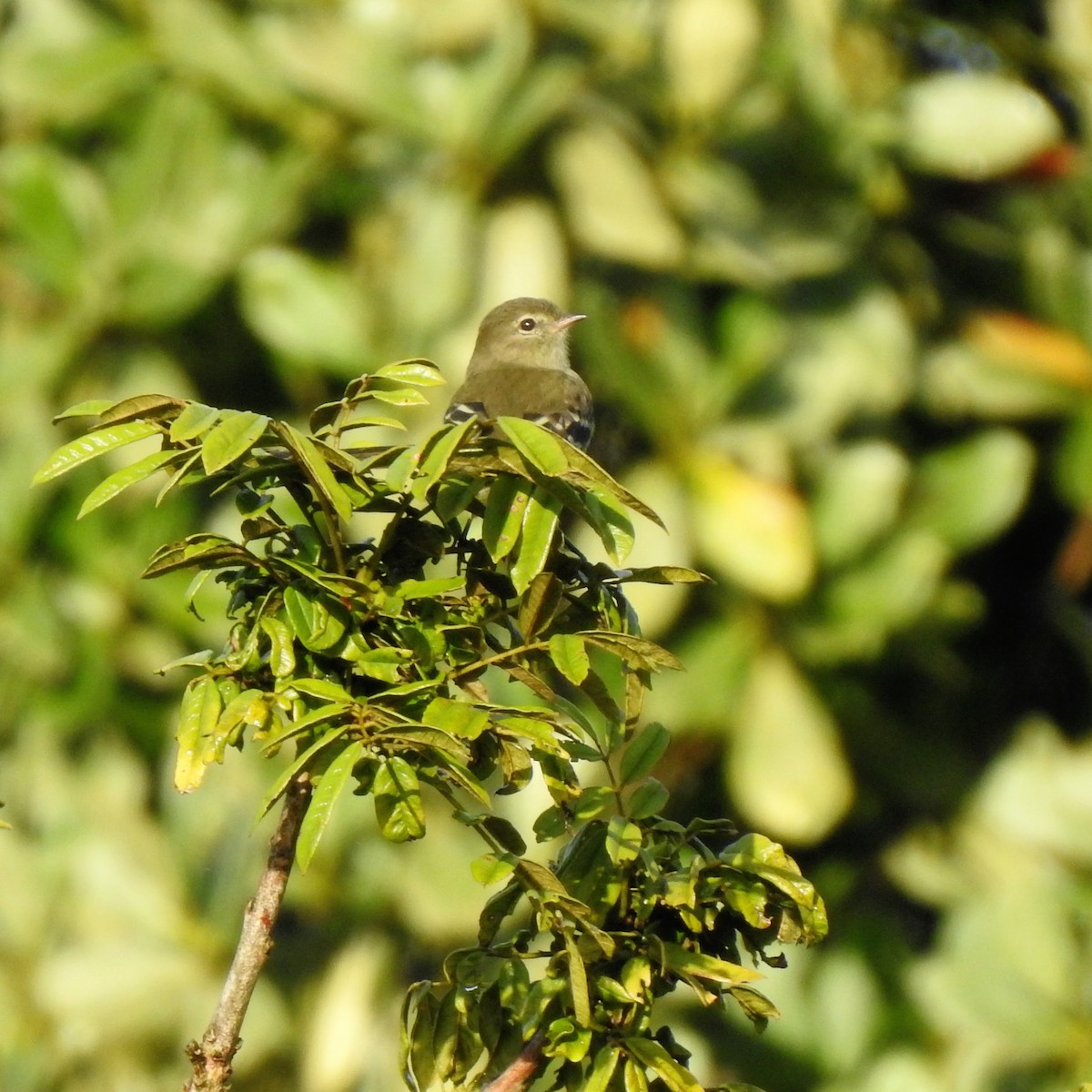 Small-headed Elaenia - ML392560551