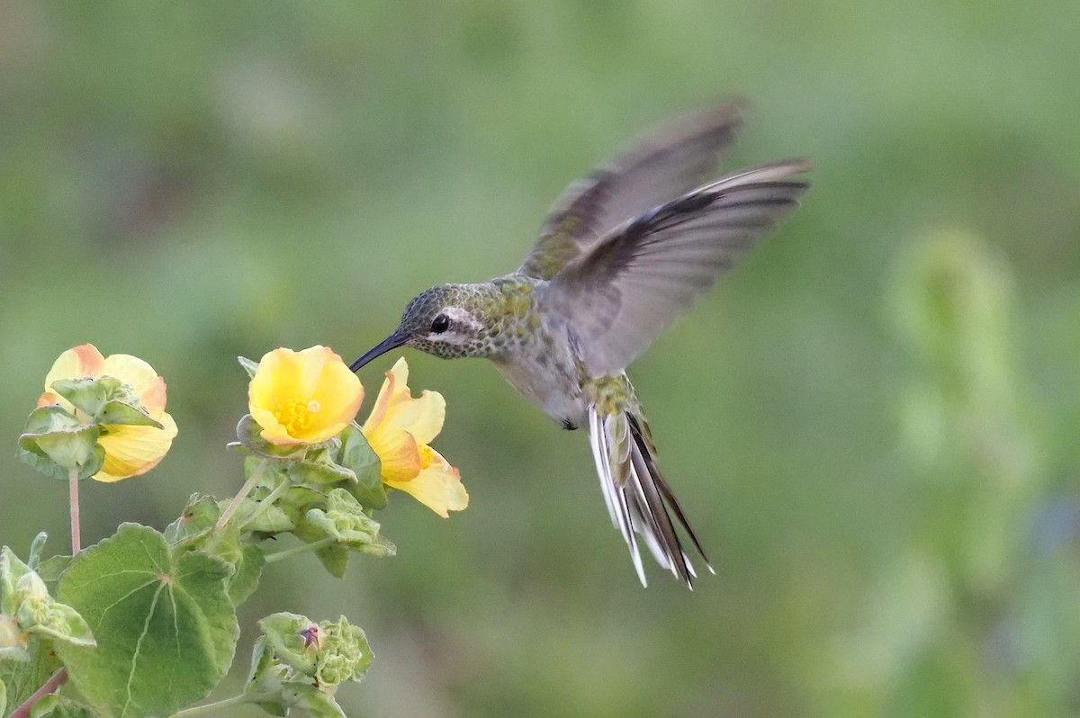 White-tailed Goldenthroat - Stephan Lorenz