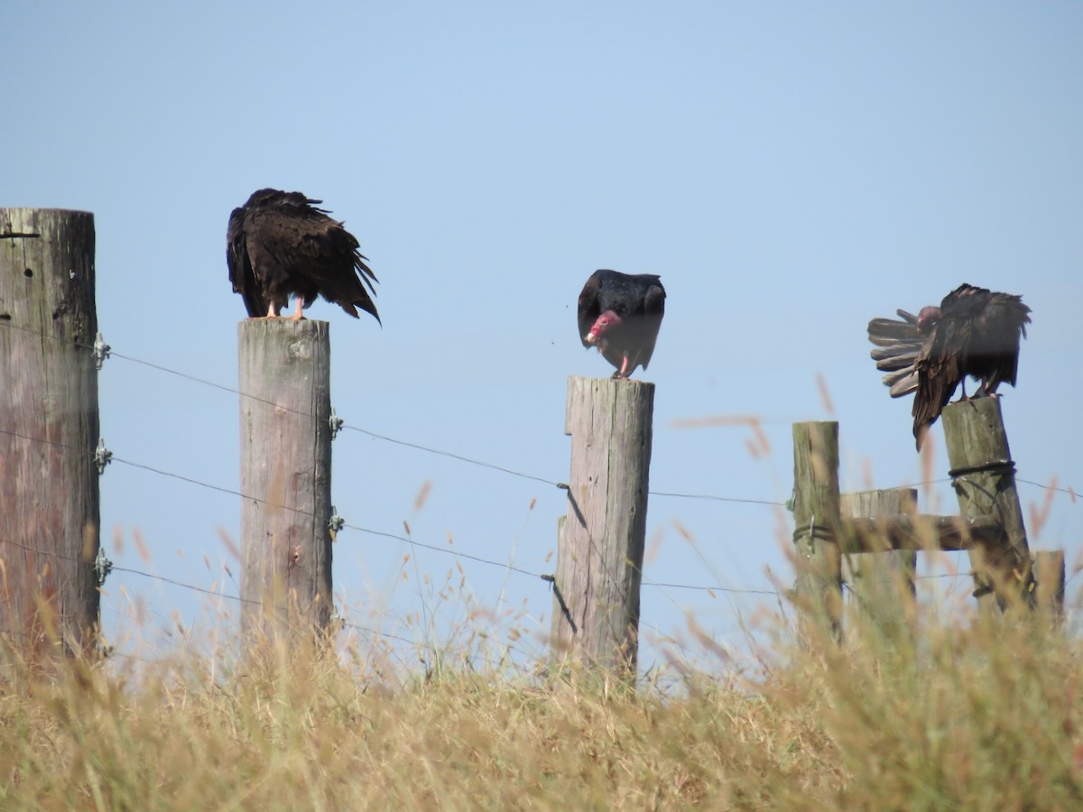 Turkey Vulture - ML392561841