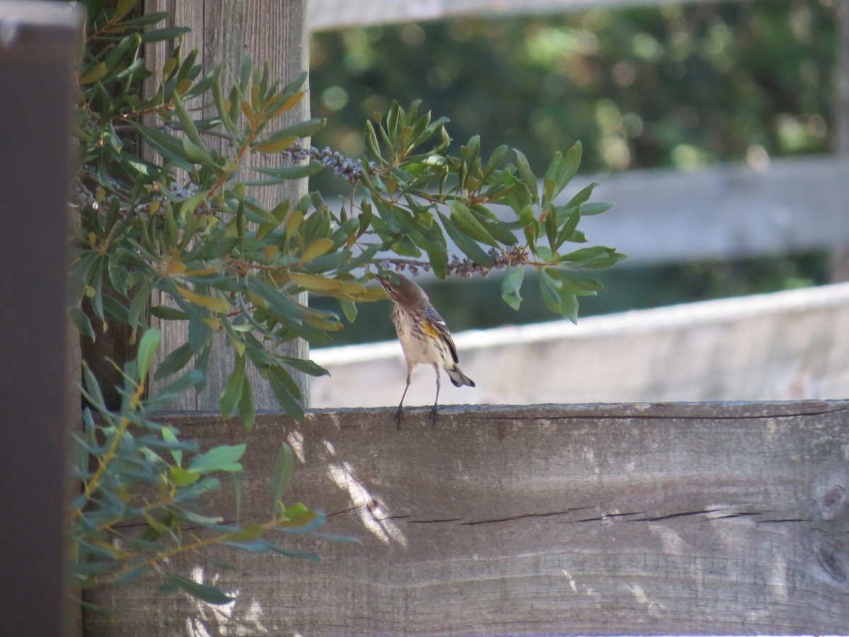 Yellow-rumped Warbler - ML392562071