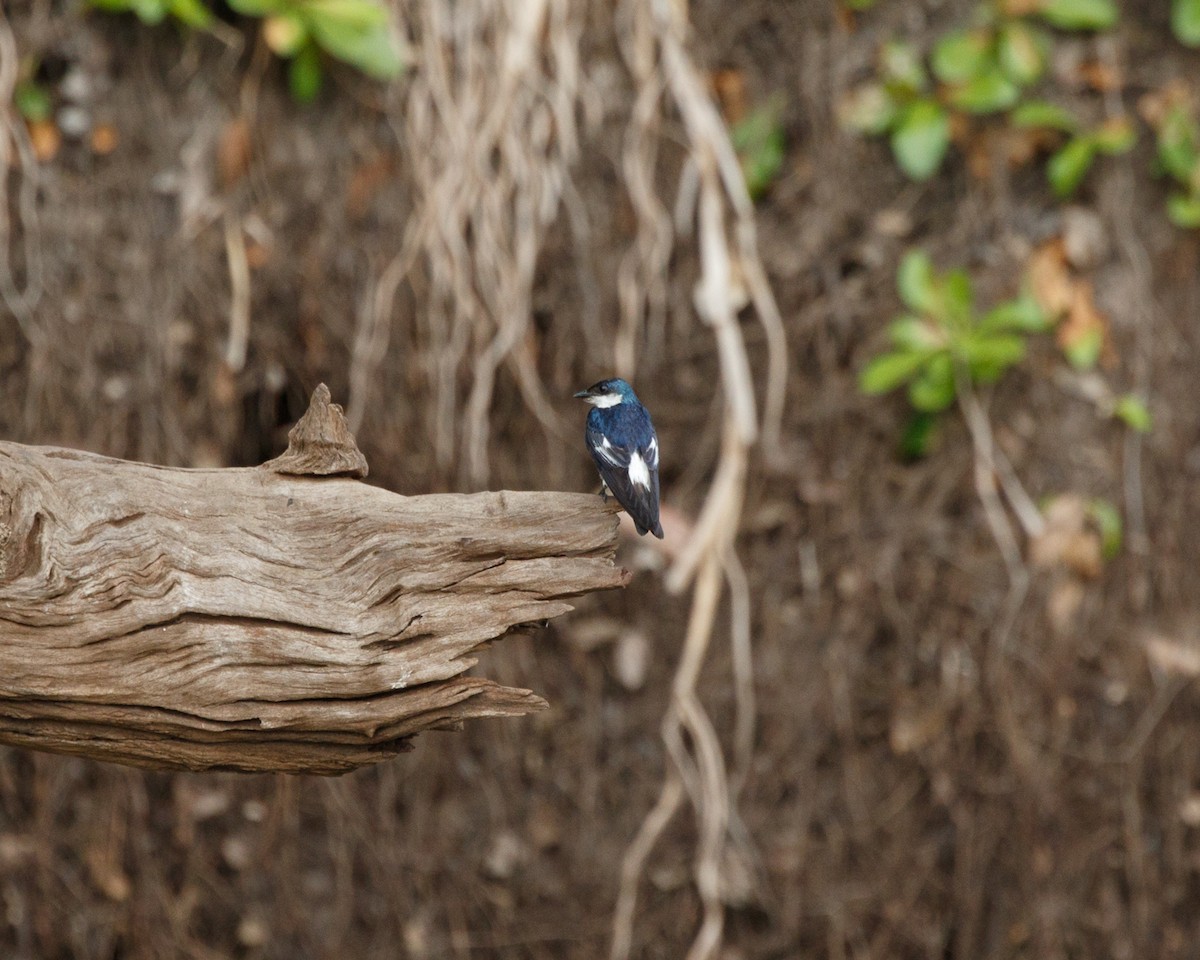 White-winged Swallow - ML392562621