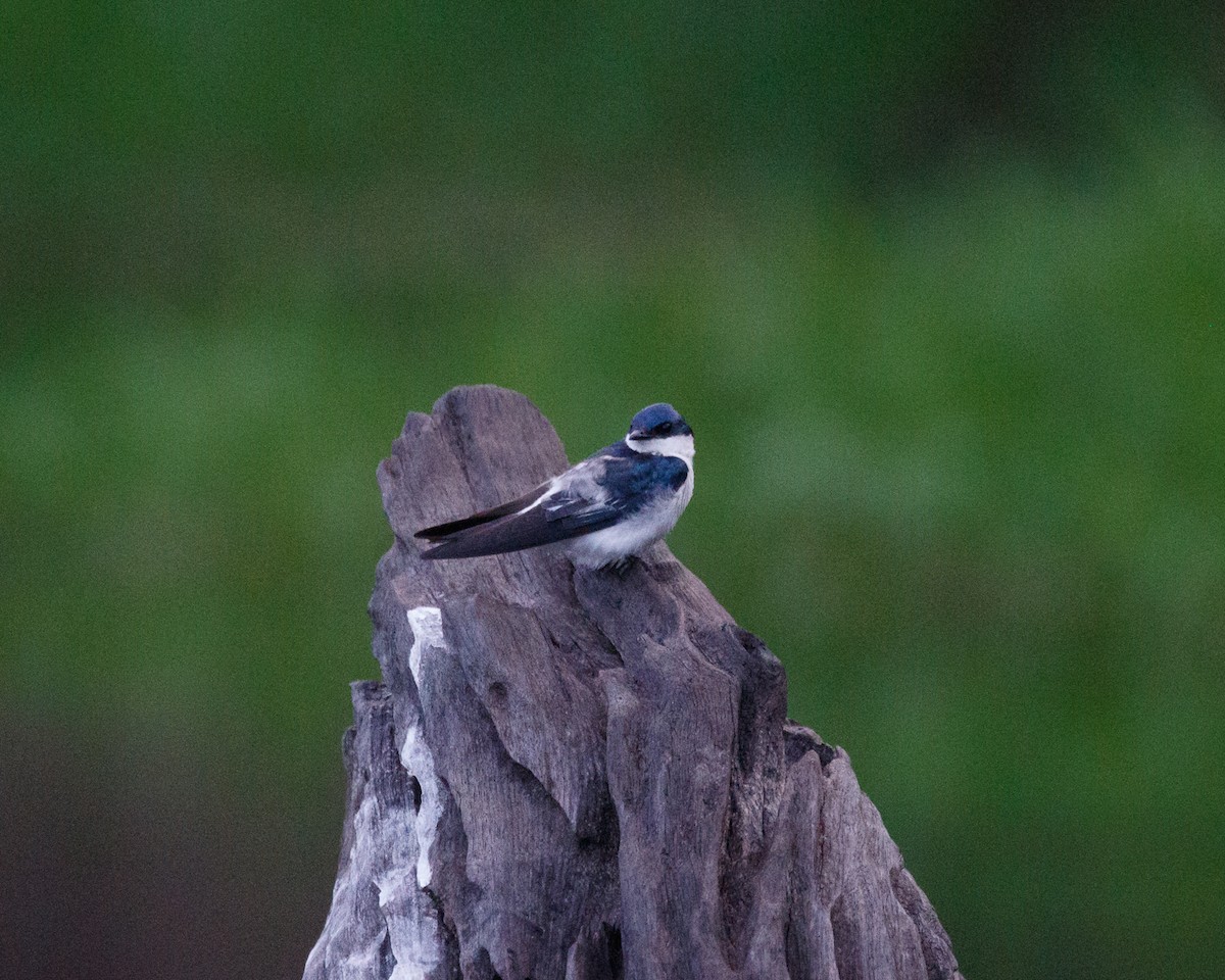 White-winged Swallow - ML392562631