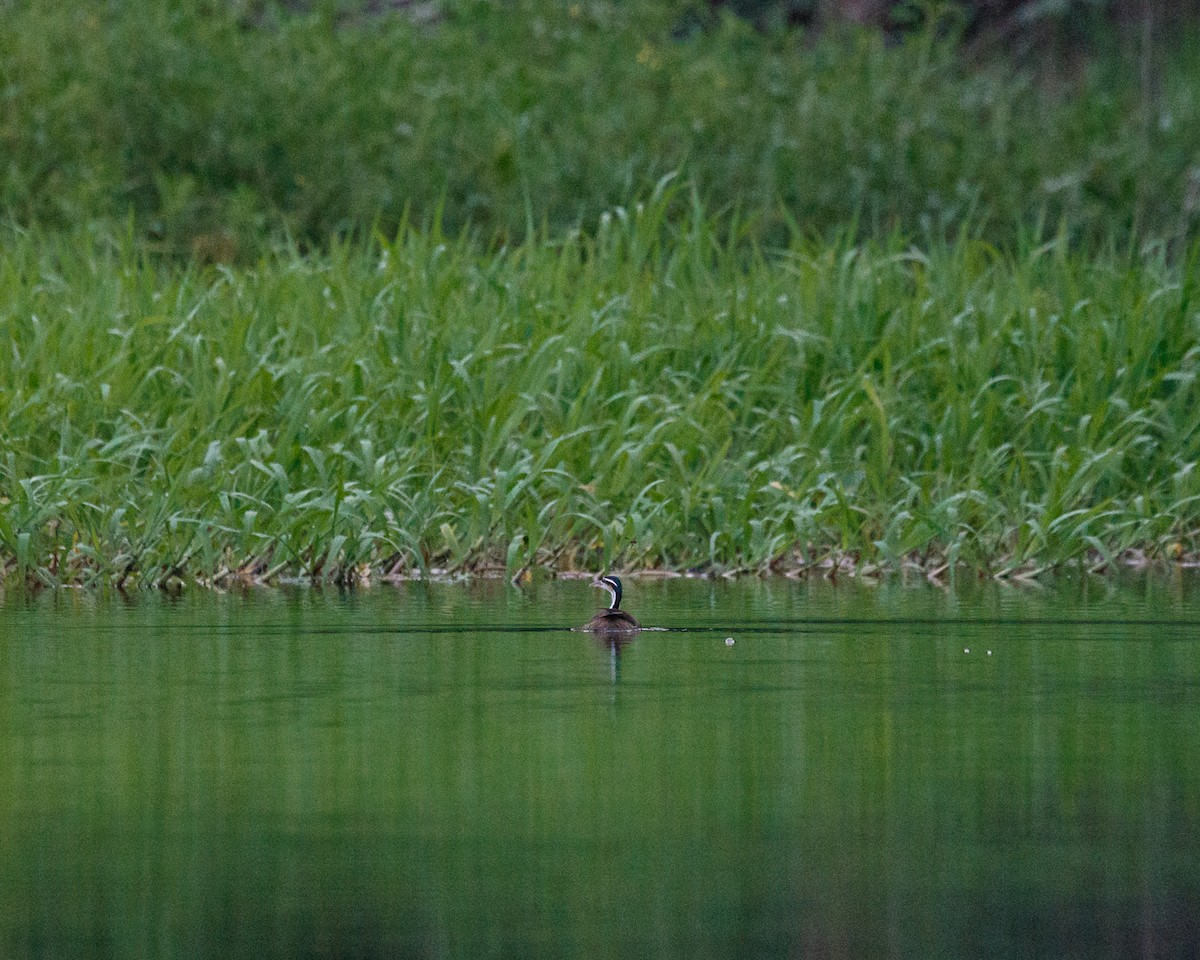 Sungrebe - ML392563581