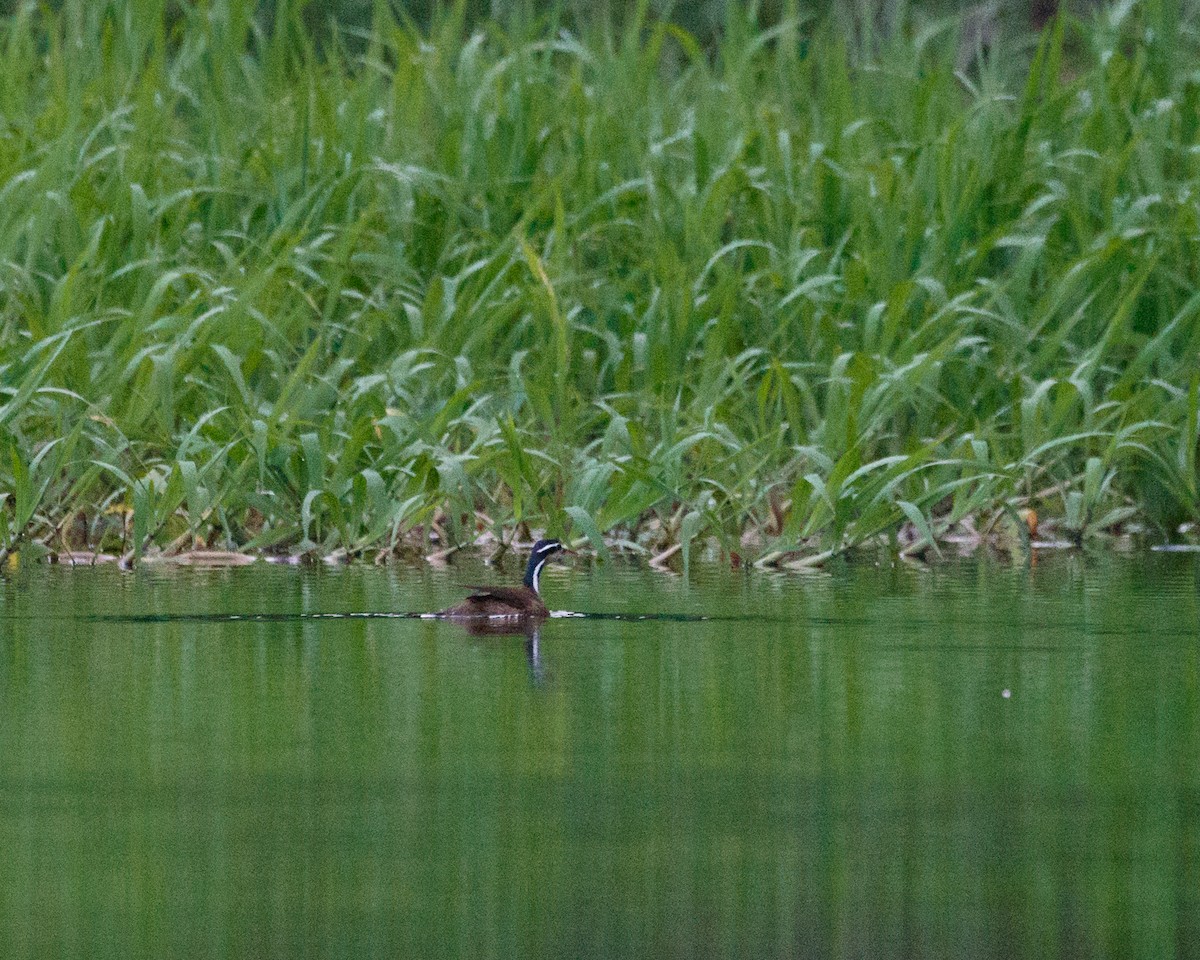 Sungrebe - ML392563591