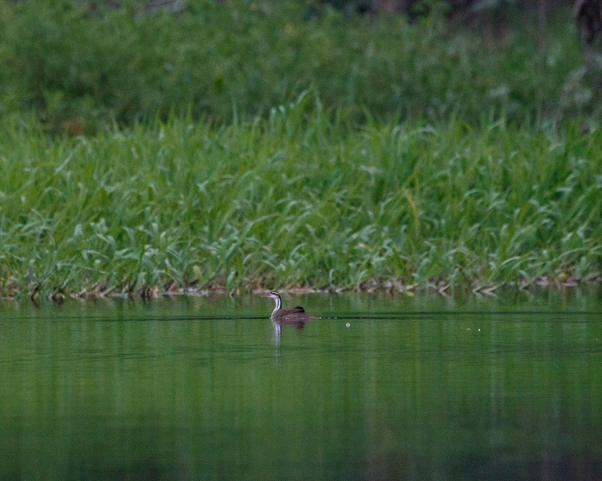 Sungrebe - ML392563611