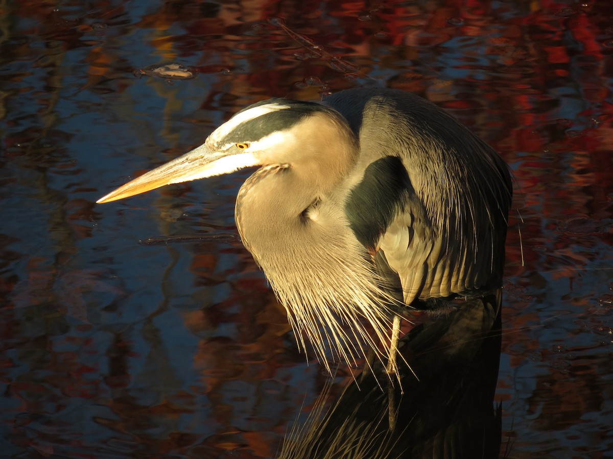 Great Blue Heron - ML392564321