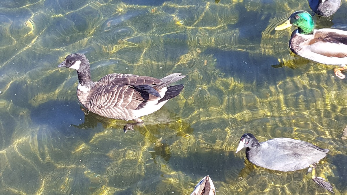 Cackling Goose - ML39256561