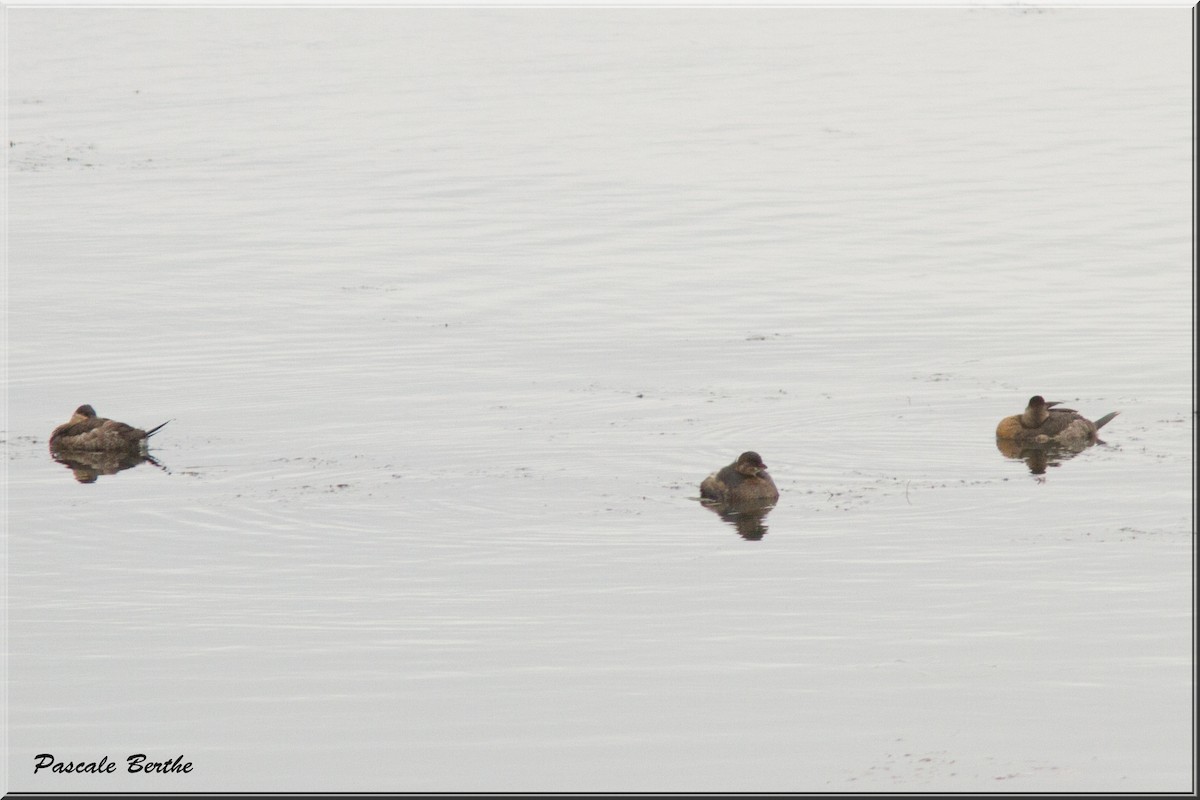 Ruddy Duck - ML39256581