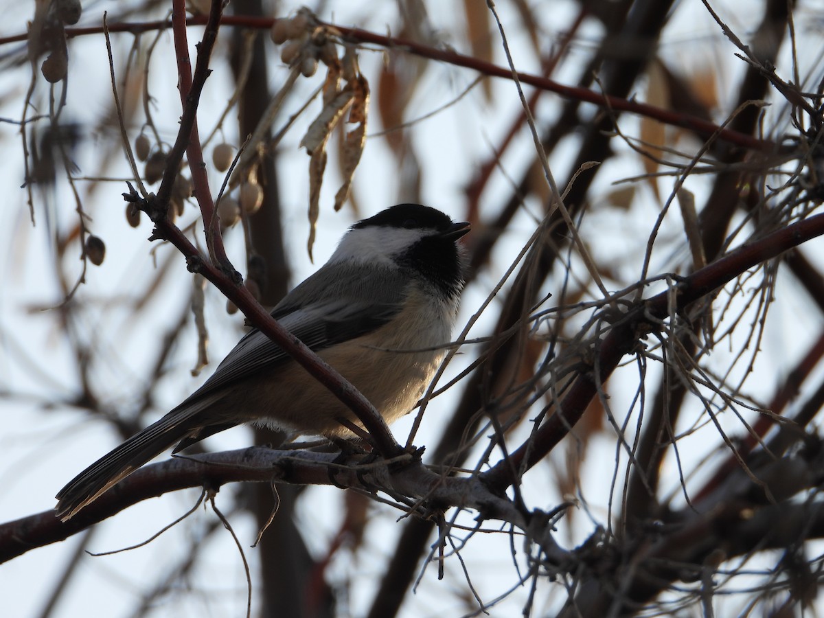 Black-capped Chickadee - Tom Wuenschell