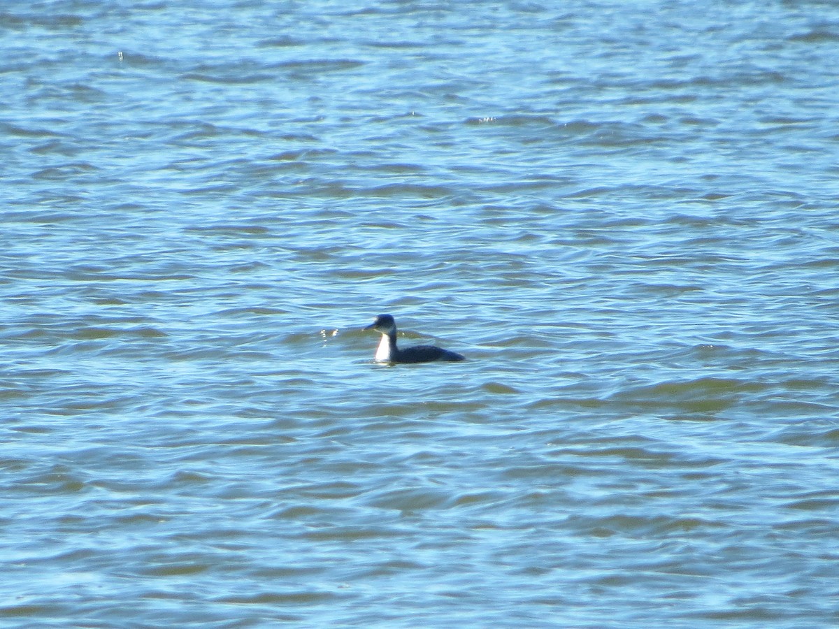 Red-necked Grebe - Alan Boyd