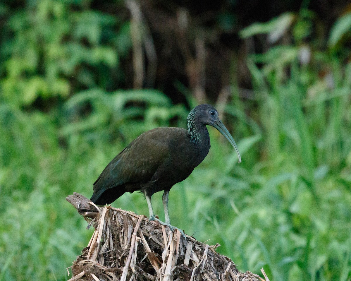 Ibis vert - ML392567041