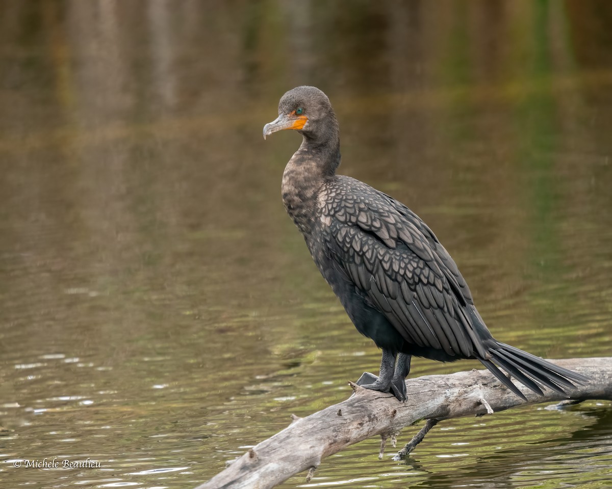 Double-crested Cormorant - Michèle Beaulieu