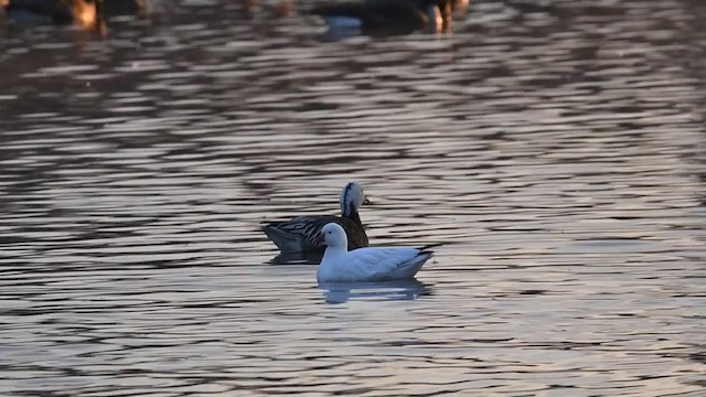 Snow Goose - ML392568691