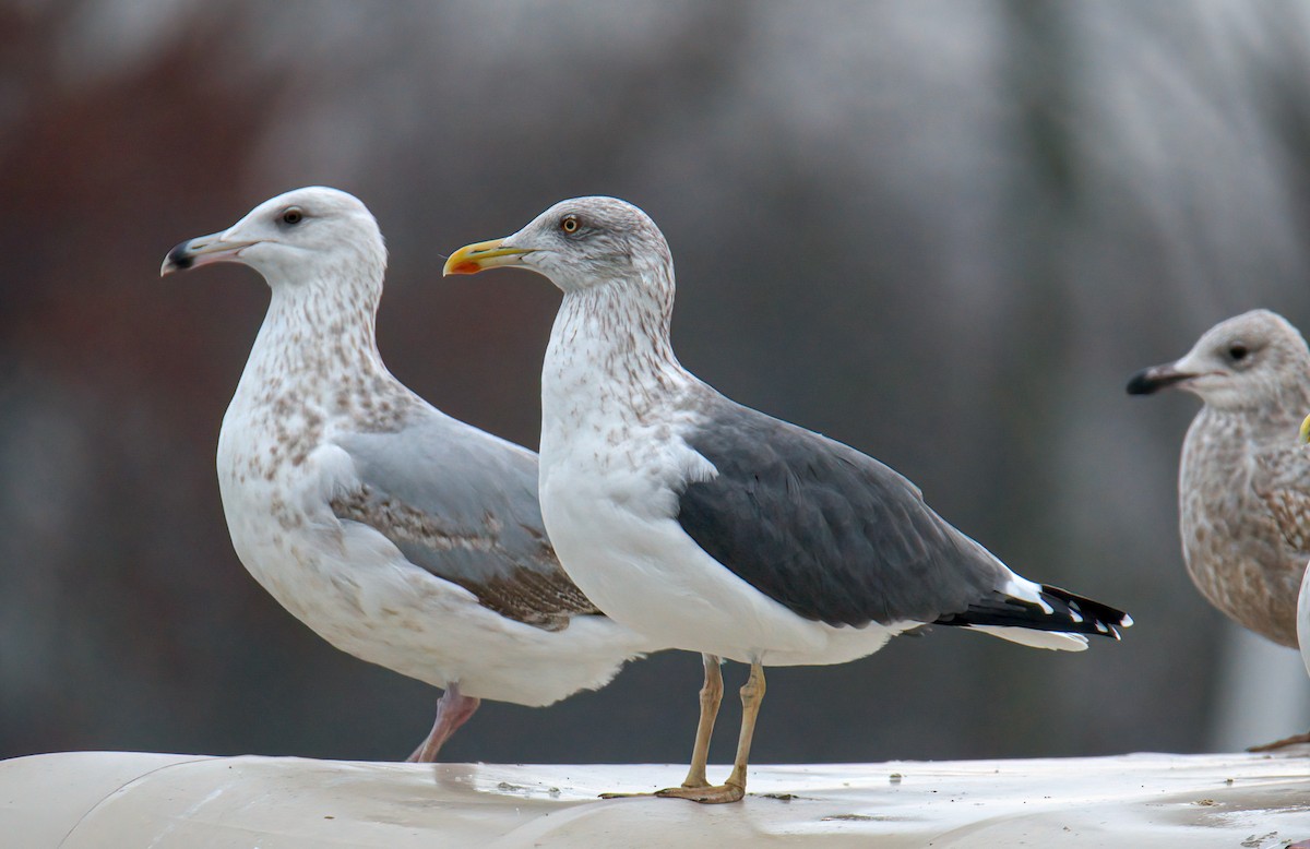 Lesser Black-backed Gull - ML392568841