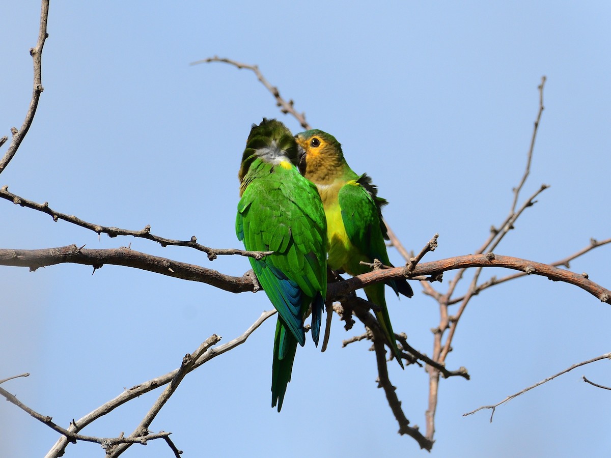 Brown-throated Parakeet - Michael Tromp