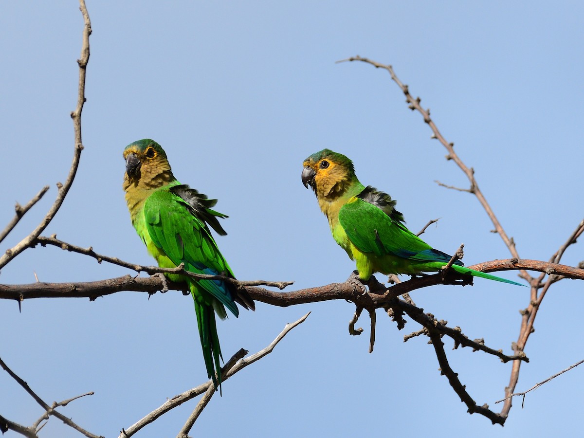 Aratinga Pertinaz - ML392568981