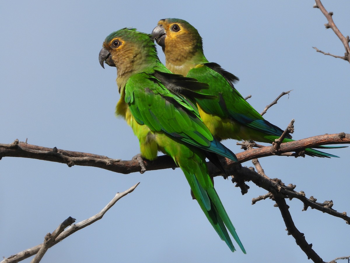 Brown-throated Parakeet - Glenda Tromp
