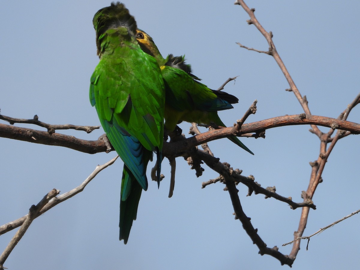 Brown-throated Parakeet - ML392569111