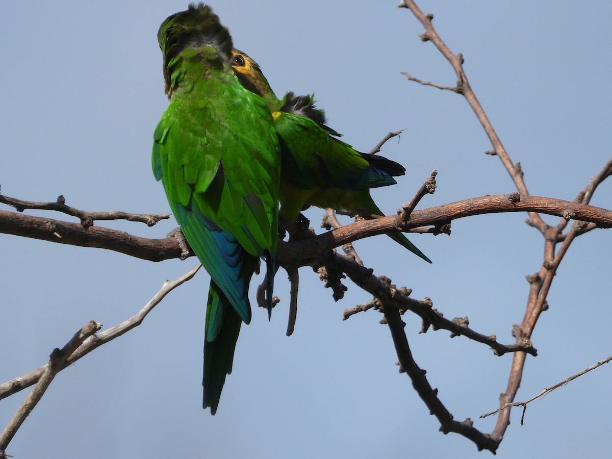 Aratinga Pertinaz - ML392569111