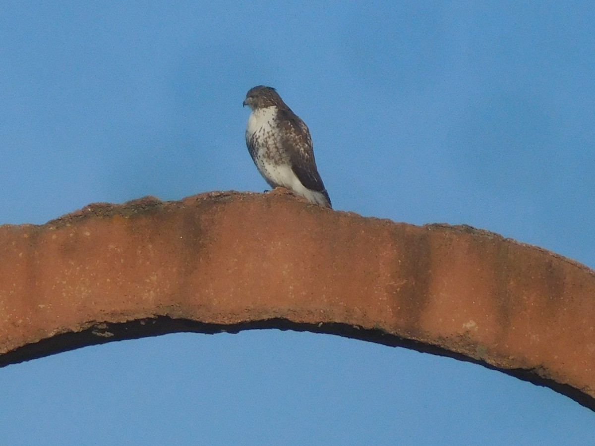 Red-tailed Hawk - ML392570141