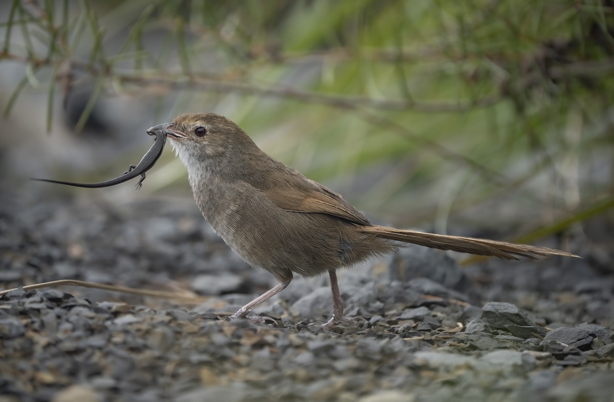 Eastern Bristlebird - David Sinnott