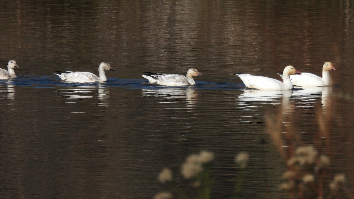 Snow Goose - ML392574471