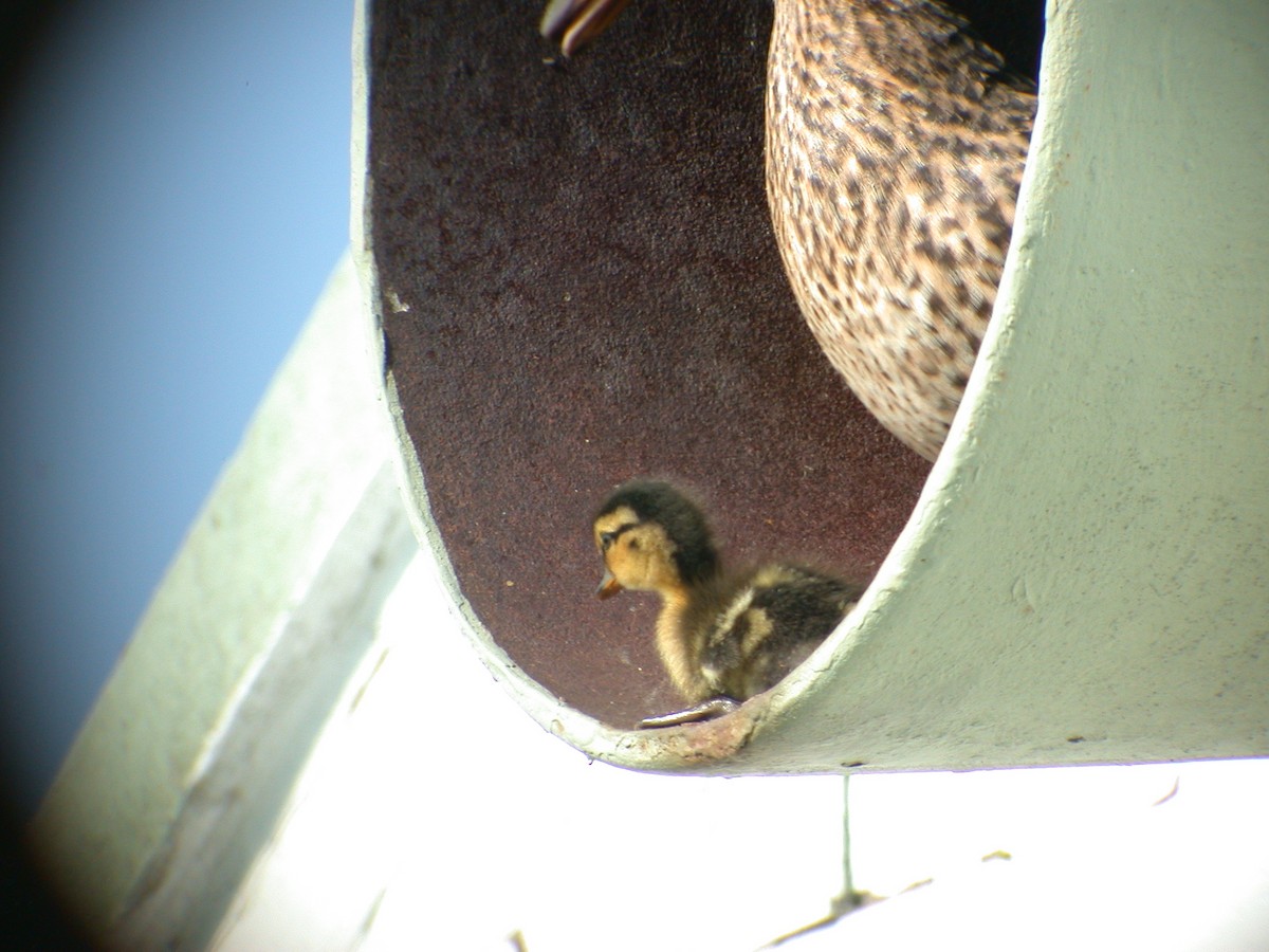 Canard colvert - ML392574481